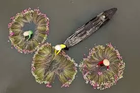 ハノイの蓮の花シーズン｜西湖で楽しむベトナムの夏の絶景・ハノイ市内観光オススメツアー・日本語ガイド付き